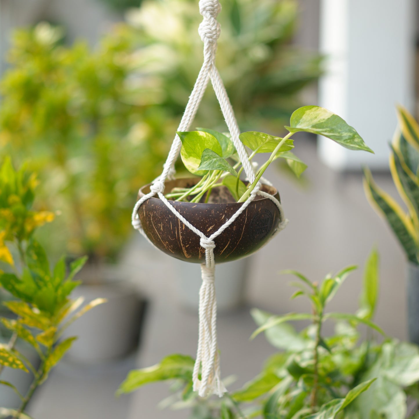 Prakriti Diwali Gift Hamper | Coconut Shell Hanging Planter with Macramé, Seed Jars, Plantable Seed Crackers, Cocopeat & Natural Wood Swastik Décor | Sustainable & Handcrafted in Banaras