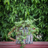 thumb-images