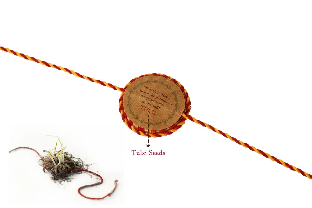 Akkad-Bakkad Premium Rakhi Box | Set of 2 plantable rakhi | Wooden planter | Planting material | Roli-Chawal | Seed ball | Greeting card | Handmade in Banaras