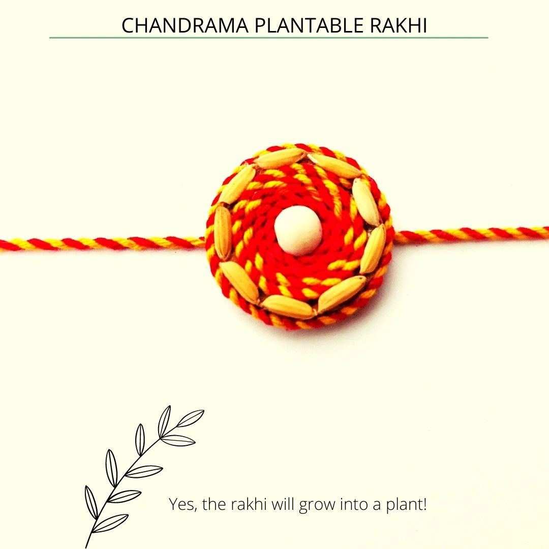 Chandrama Plantable Seed Rakhi | Grows into Tulsi Plant | Soft on Skin | Handcrafted in India