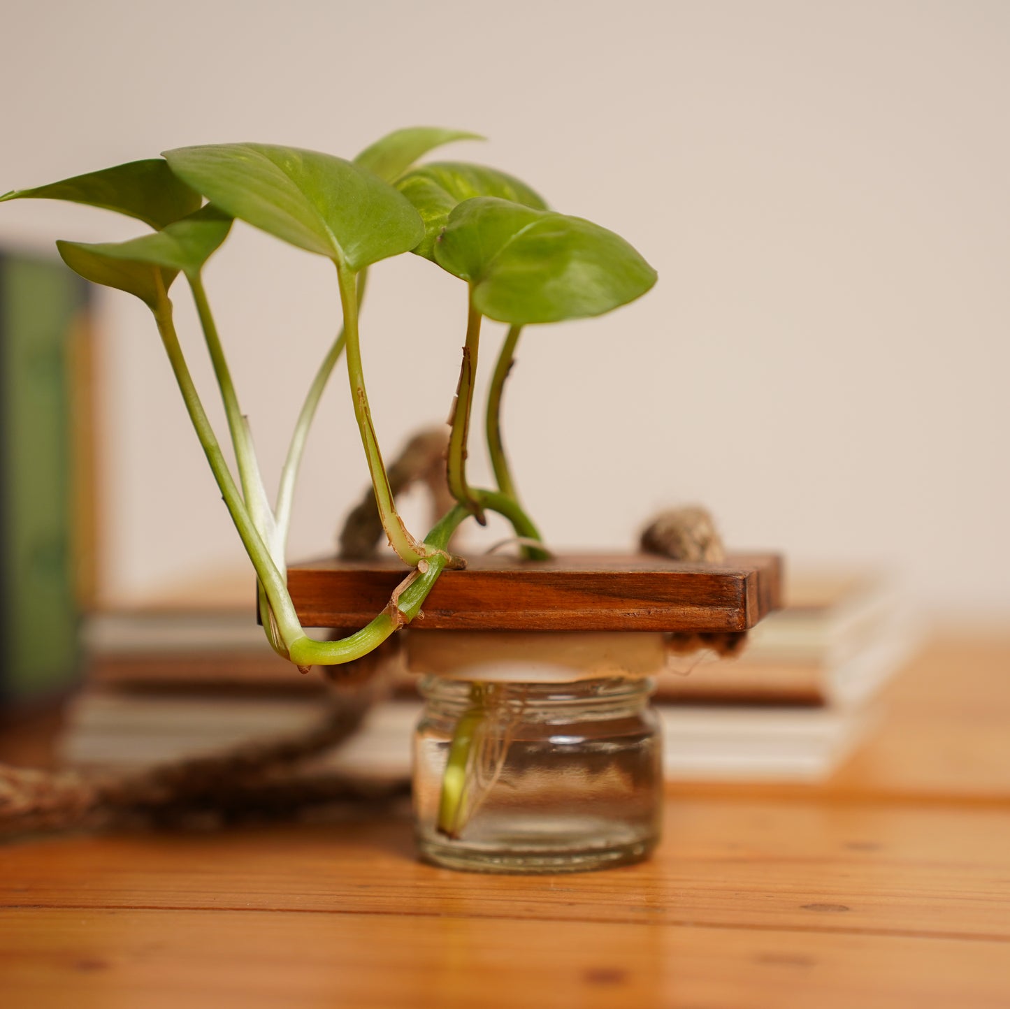 hanging plant weight Mini Jar Hanging Planter | Strong hanging jute rope | Easy to open