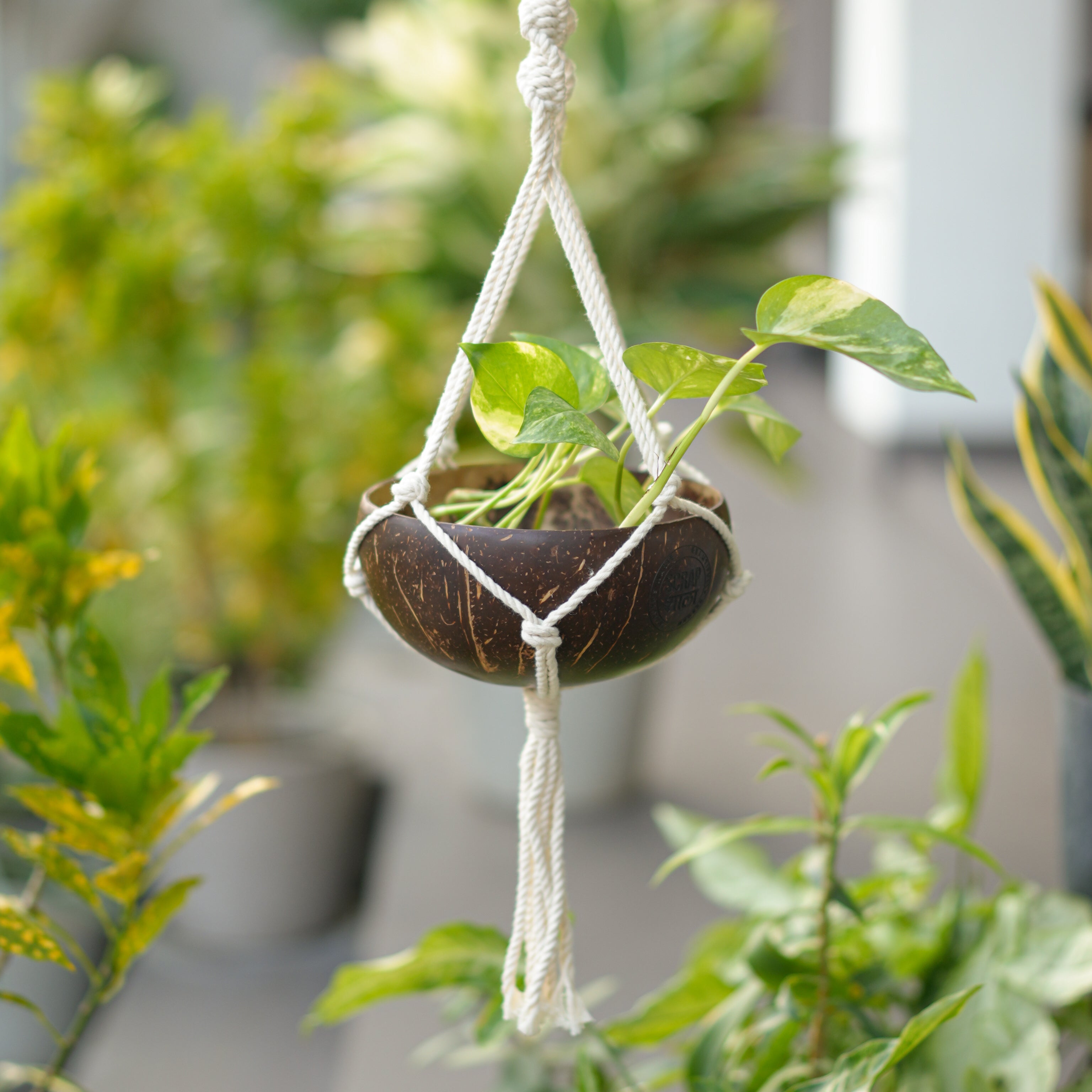 Prakriti Diwali Gift Hamper | Coconut Shell Hanging Planter with Macramé, Seed Jars, Plantable Seed Crackers, Cocopeat & Natural Wood Swastik Décor | Sustainable & Handcrafted in Banaras